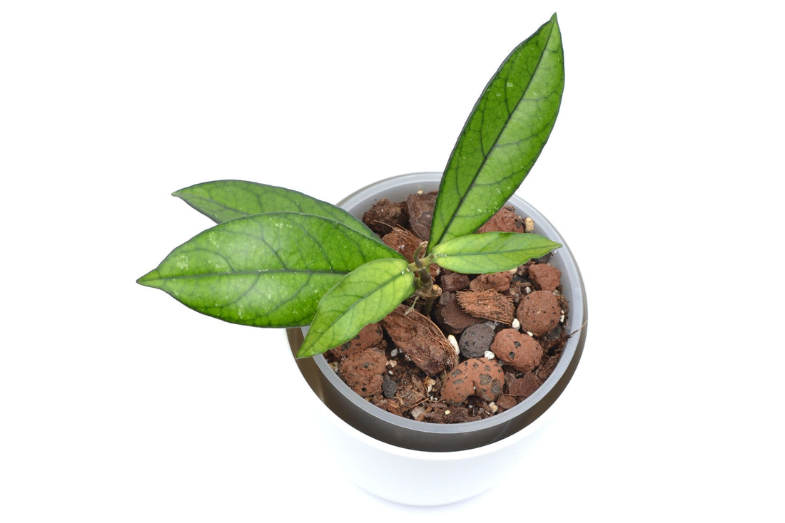 🌱 Eine Woche nach dem Start meines Onlineshops!