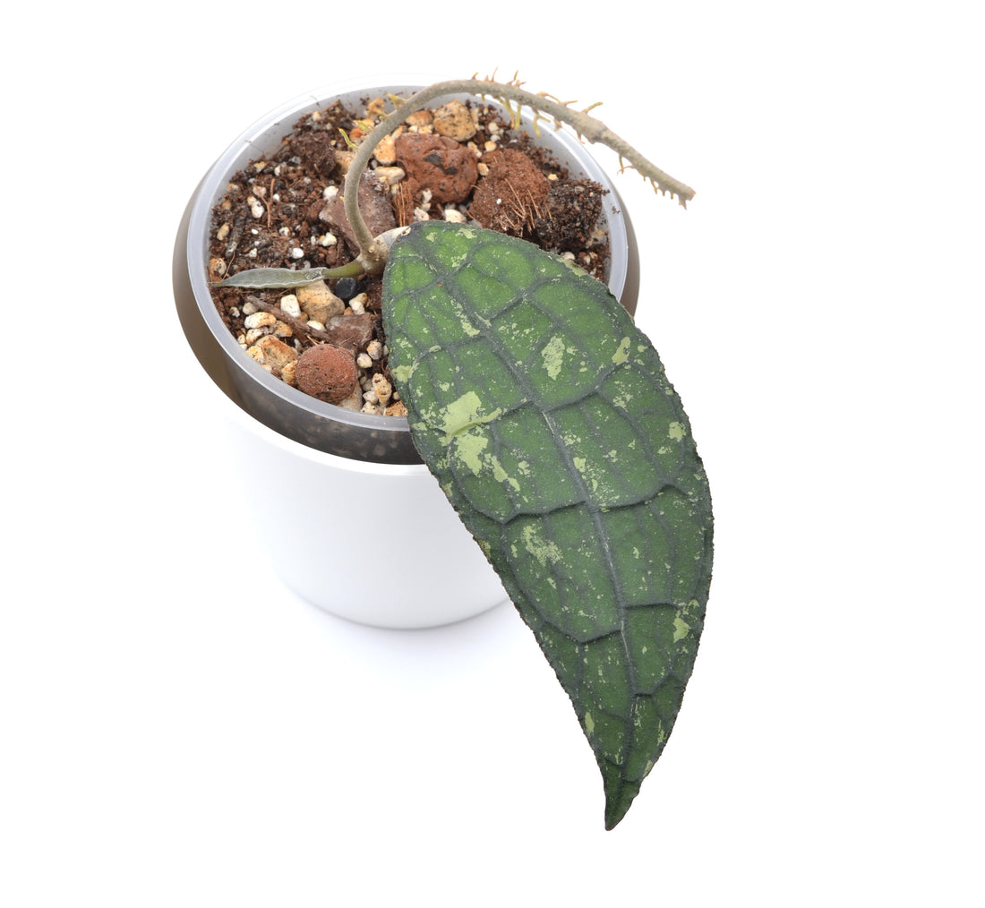 🌱 Inventur – der letzte Blogbeitrag des Jahres