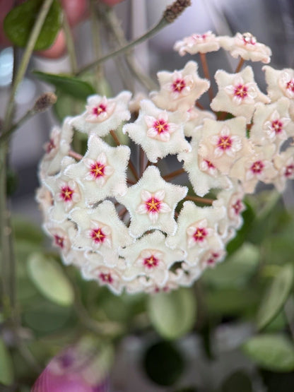 Hoya cv. Mathilde, Größe S, Nr. 10