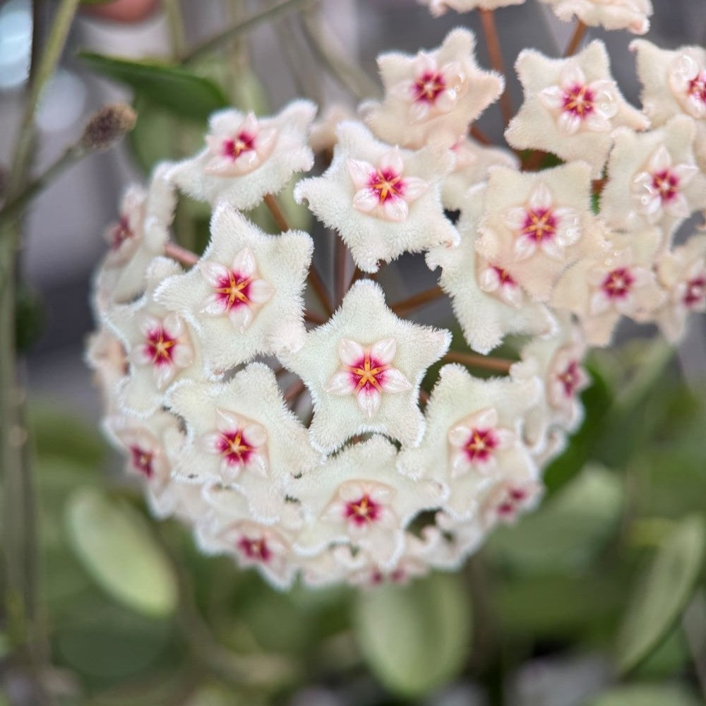 Hoya cv. Mathilde, Größe S, Nr. 10