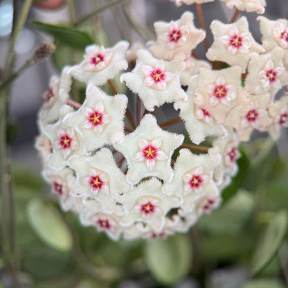 Hoya cv. Mathilde, Größe S, Nr. 10