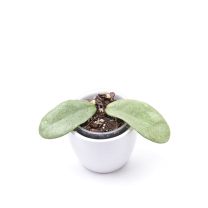 Hoya carnosa 'Grey Ghost', Größe S, Nr. 1