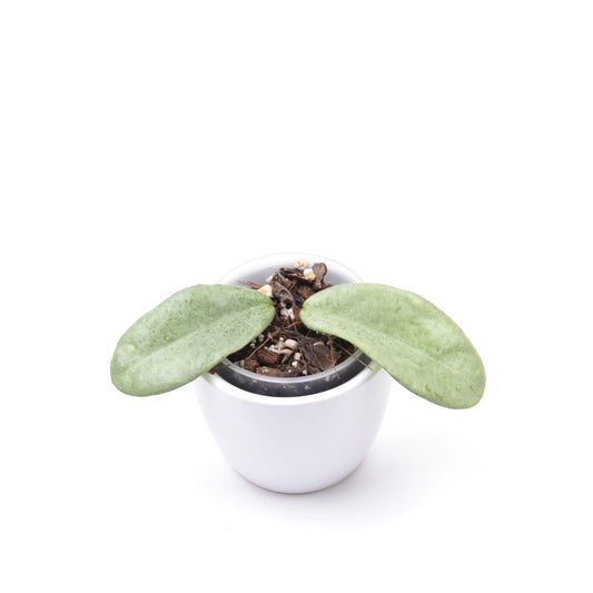 Hoya carnosa 'Grey Ghost', Größe S, Nr. 1