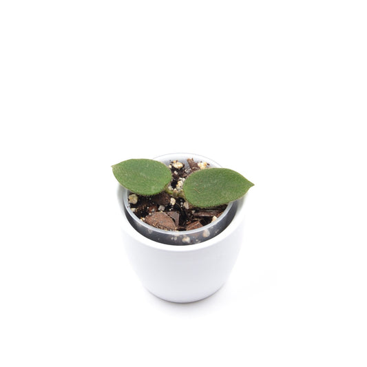 Hoya aff. thomsonii, Größe S, Nr. 1