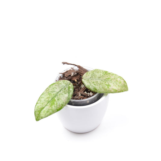 Hoya carnosa 'Wilbur Graves', Größe S, Nr. 1