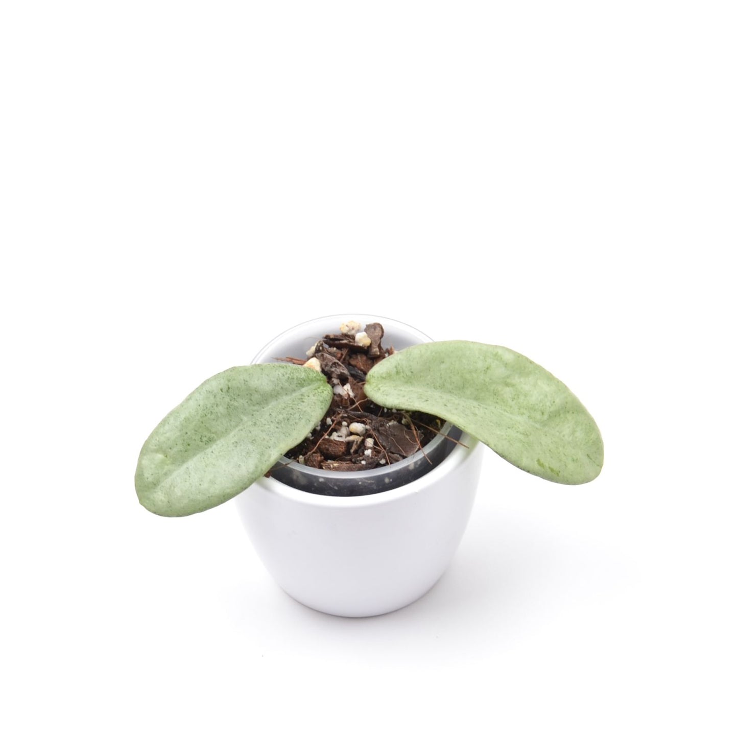 Hoya carnosa 'Grey Ghost', Größe S, Nr. 1