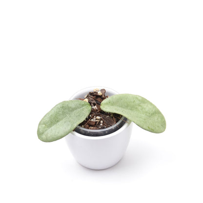 Hoya carnosa 'Grey Ghost', Größe S, Nr. 1