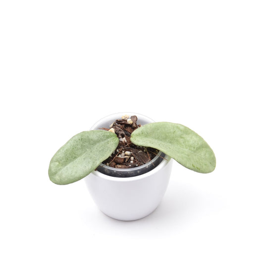 Hoya carnosa 'Grey Ghost', Größe S, Nr. 1