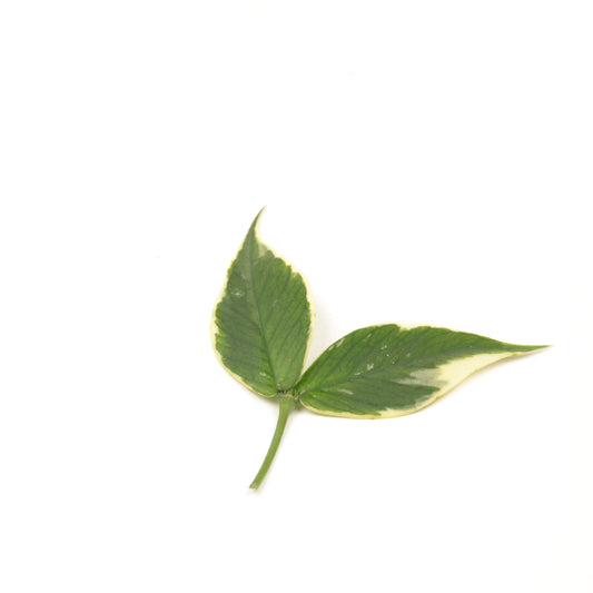 Hoya polyneura (outer variegated), 2-Blatt Ableger, Nr. 1