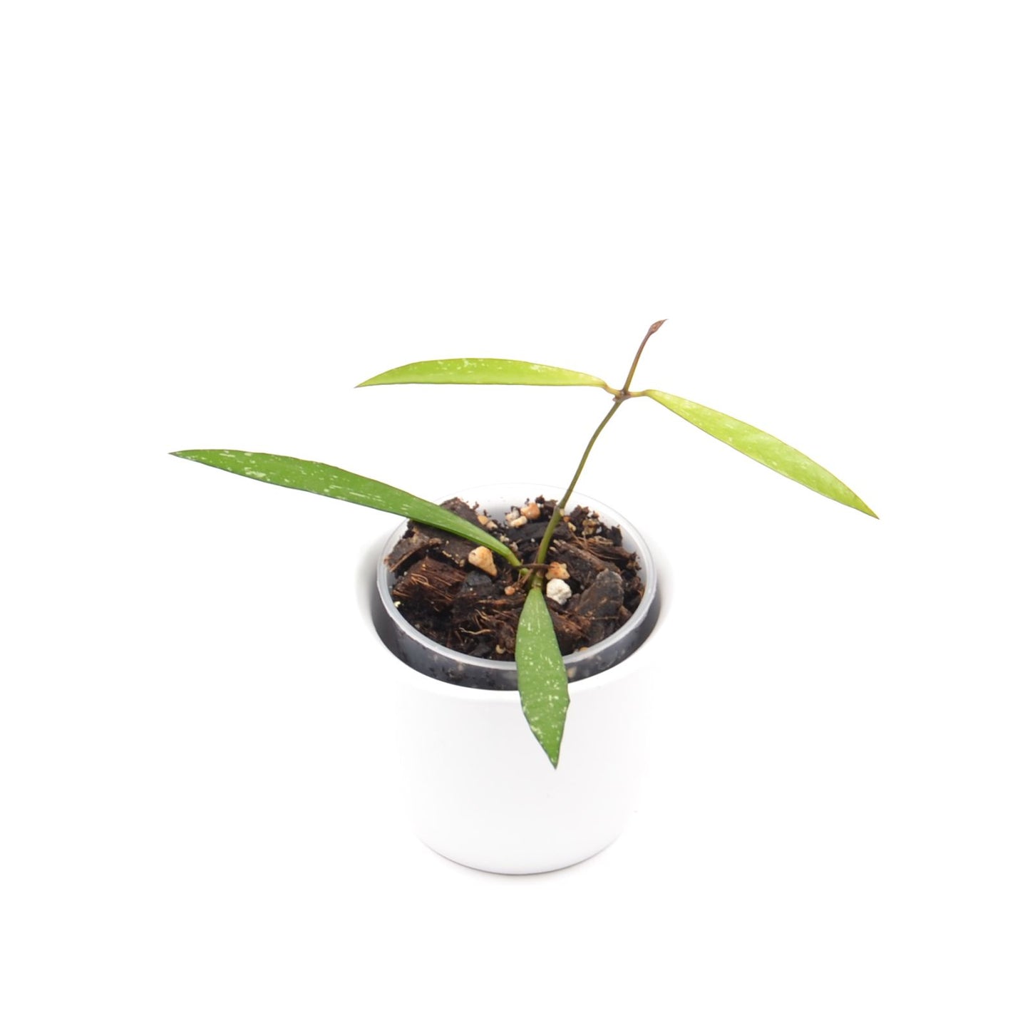 Hoya sp. Bamboo, Größe S, Nr. 4