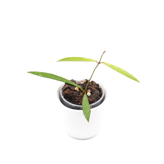 Hoya sp. Bamboo, Größe S, Nr. 4