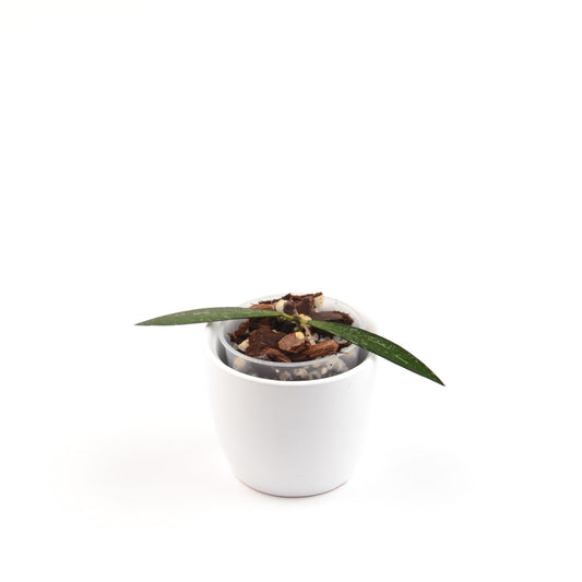 Hoya sp. Bamboo, Größe S, Nr. 6