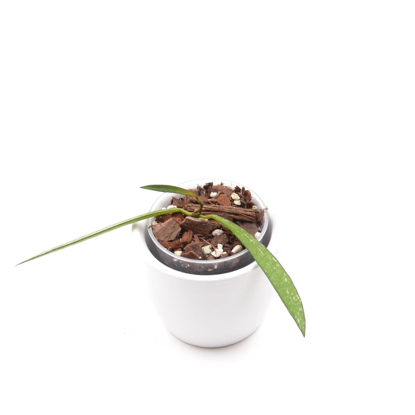 Hoya sp. Bamboo, Größe S, Nr. 1