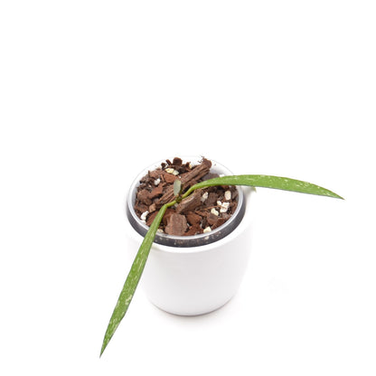 Hoya sp. Bamboo, Größe S, Nr. 1