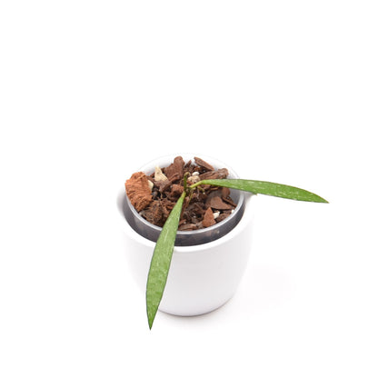 Hoya sp. Bamboo, Größe S, Nr. 2