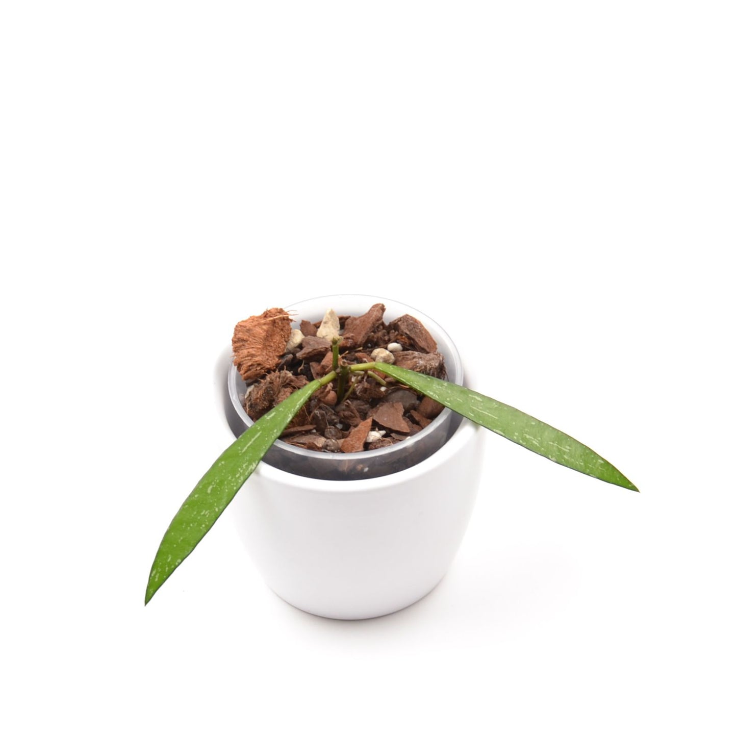 Hoya sp. Bamboo, Größe S, Nr. 2