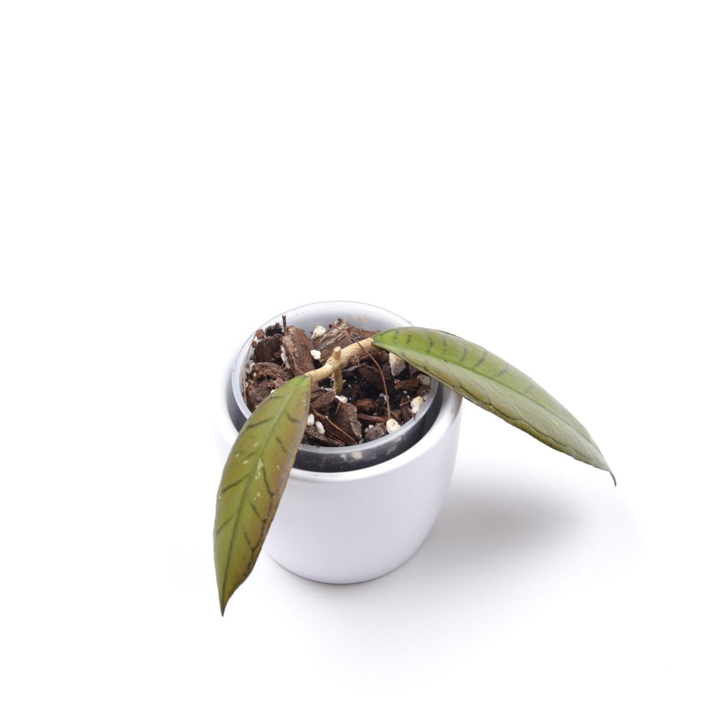 Hoya sp. 'Gunung Gading', Größe S, Nr. 1