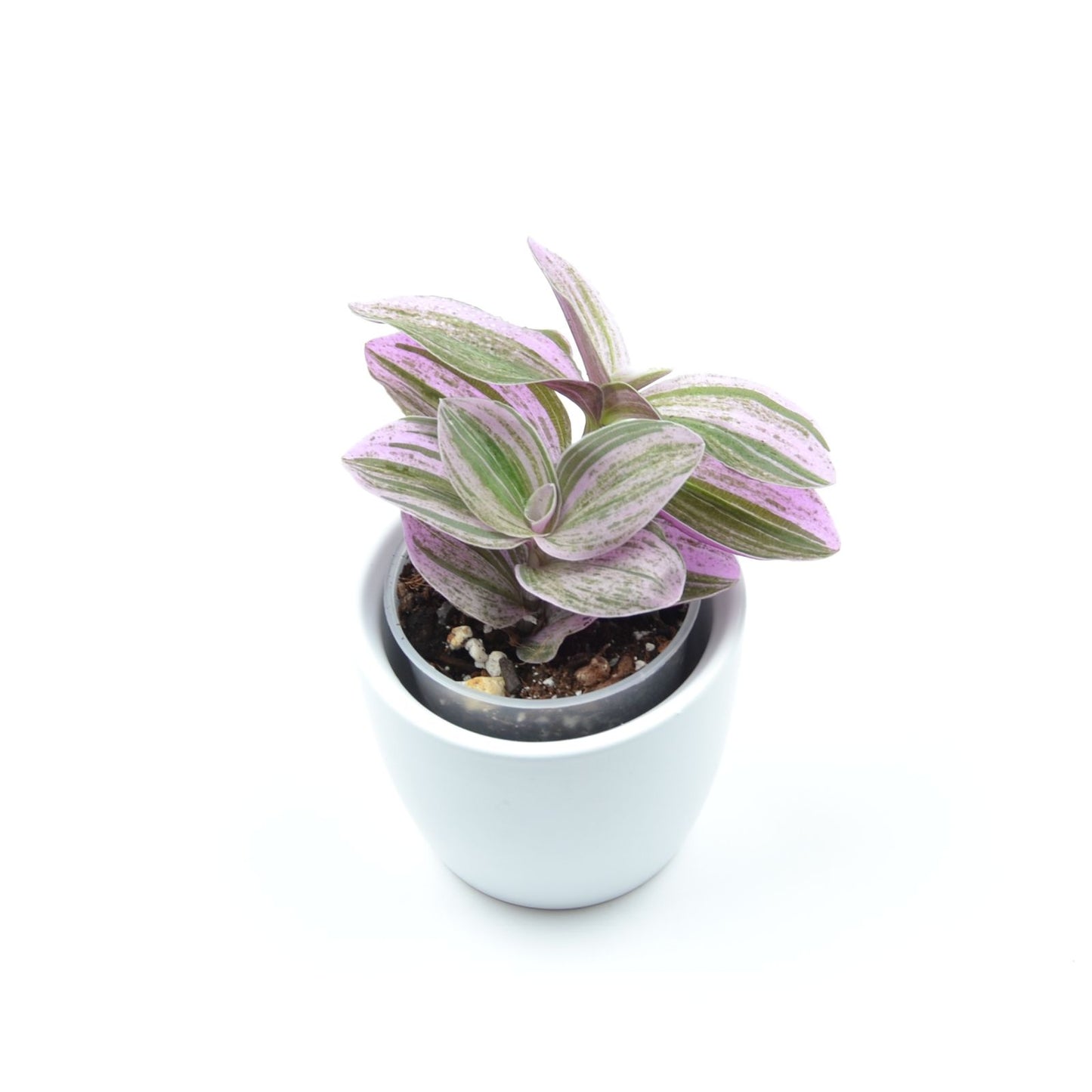 Tradescantia (Continental Group) ‘Sweet Tabby’, Größe S