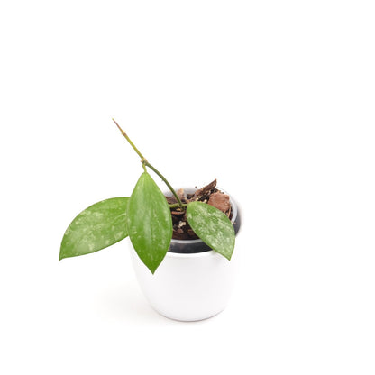 Hoya biakensis ALS1, Größe S, Nr. 1