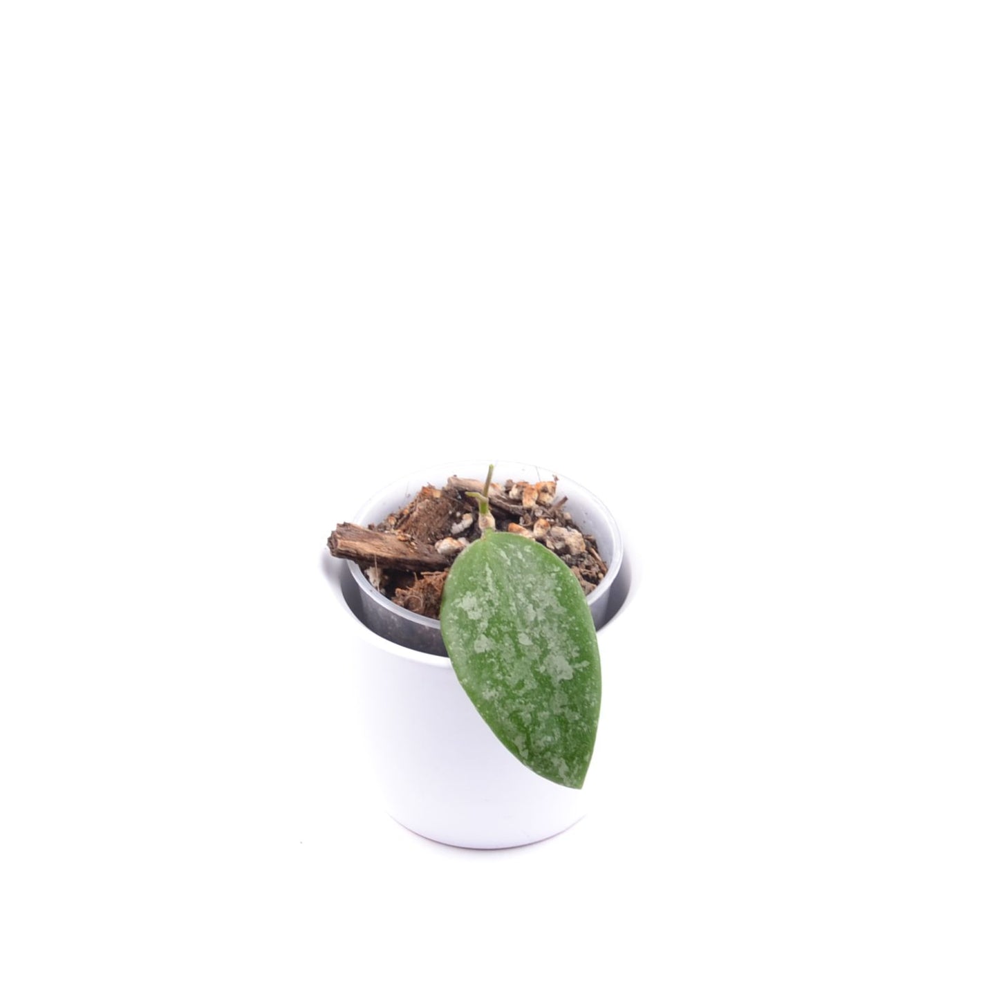 Hoya biakensis ALS1, Größe S, Nr. 4