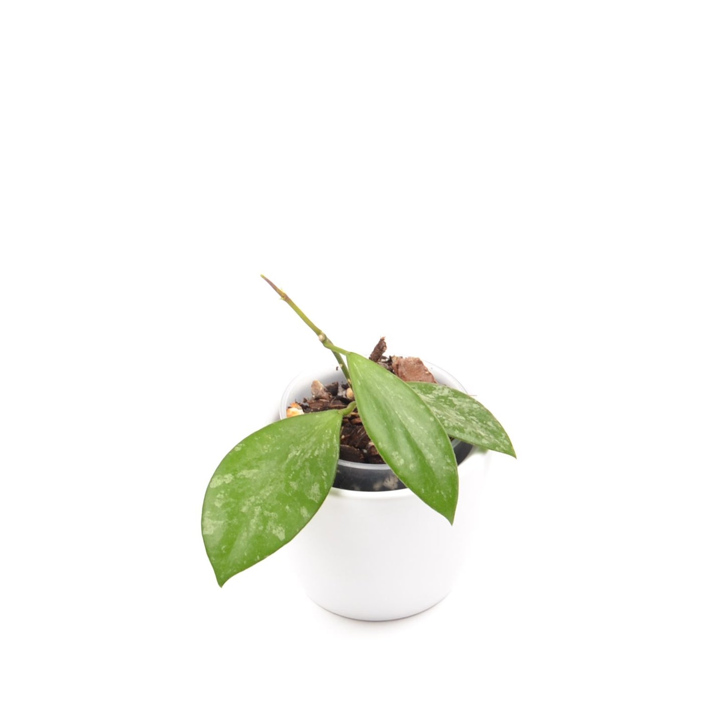Hoya biakensis ALS1, Größe S, Nr. 1