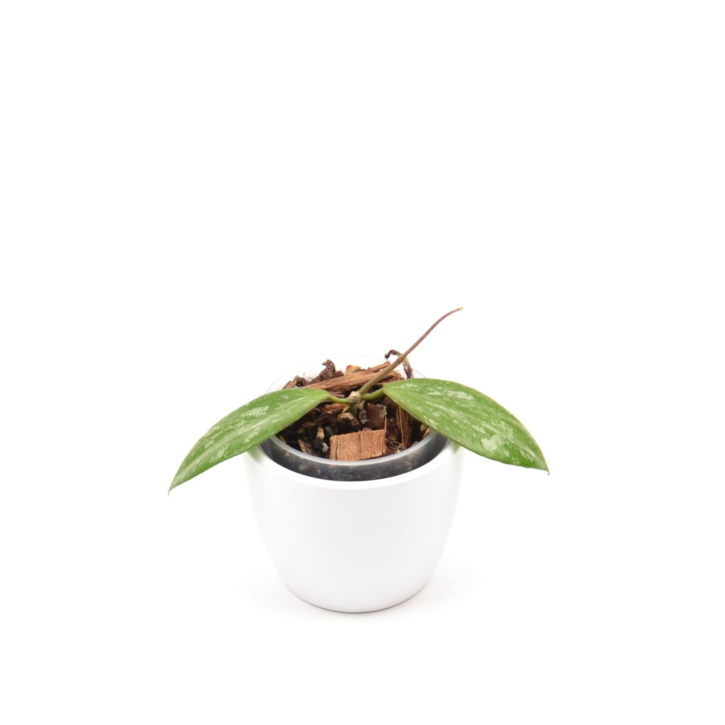 Hoya biakensis ALS1, Größe S, Nr. 2
