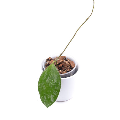 Hoya biakensis ALS1, Größe S, Nr. 3