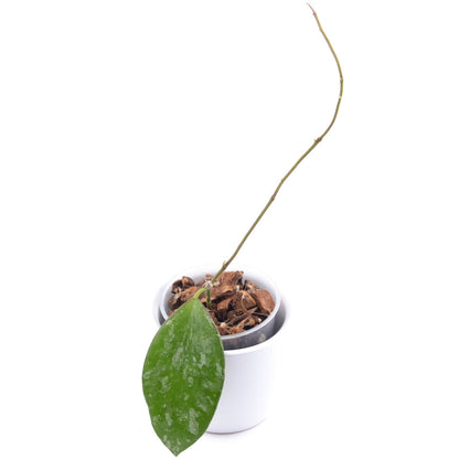 Hoya biakensis ALS1, Größe S, Nr. 3