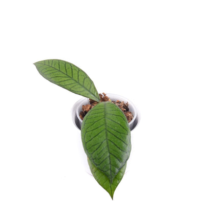 Hoya sp. 'Gunung Gading', Größe S, Nr. 4