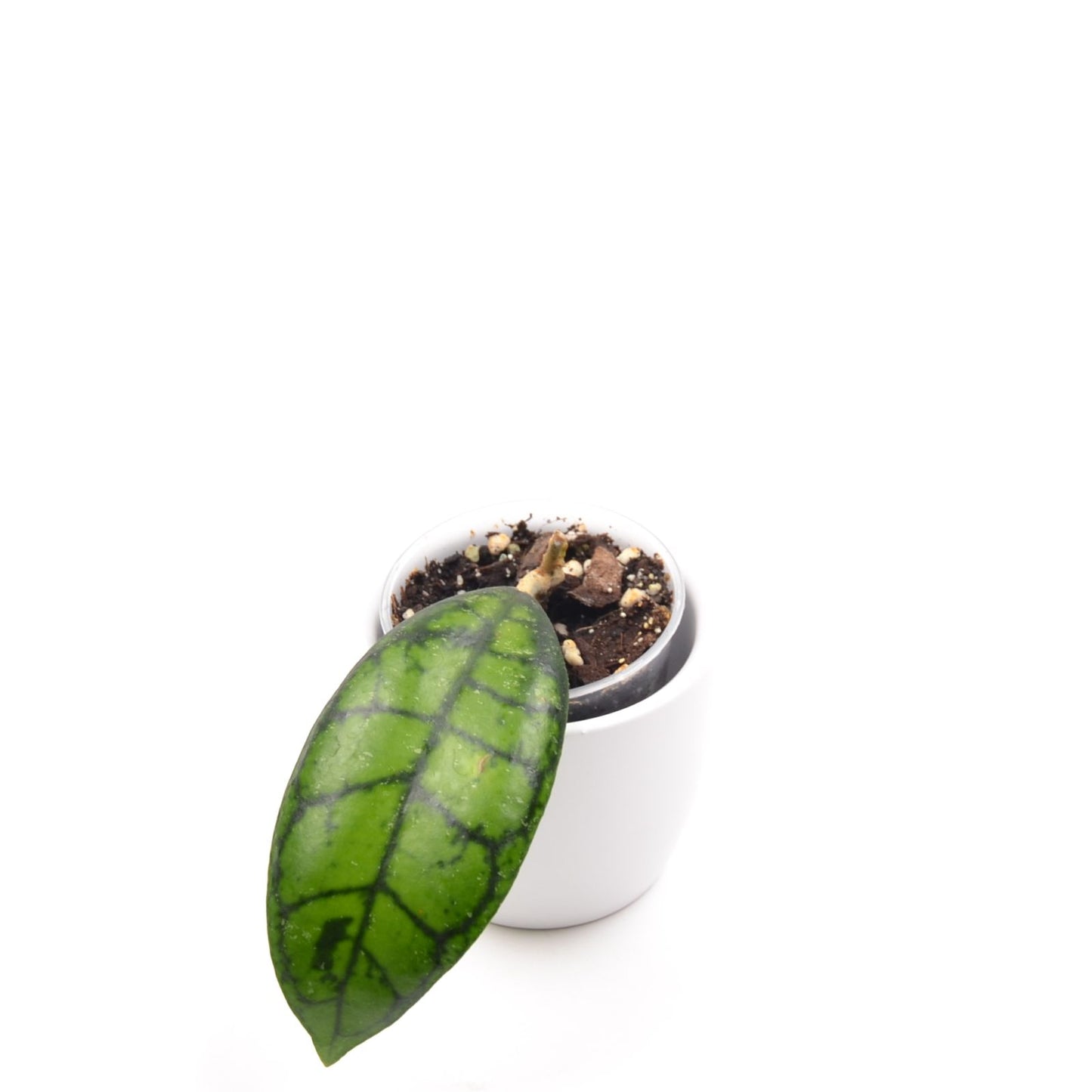 Hoya ranauensis sp. Borneo, Größe S, Nr. 2