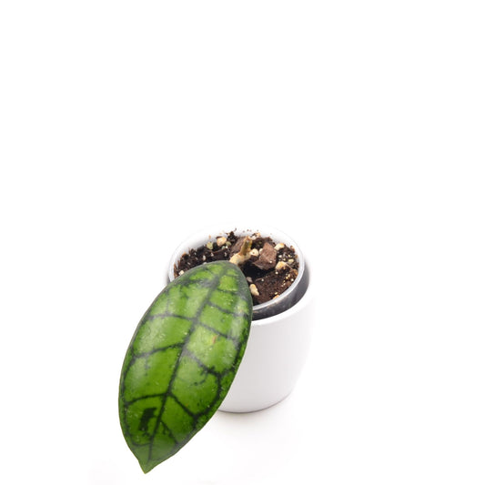 Hoya ranauensis sp. Borneo, Größe S, Nr. 2