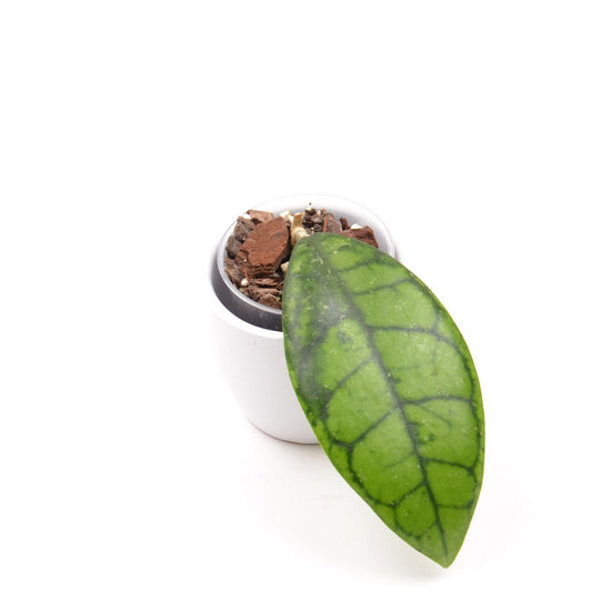 Hoya ranauensis sp. Borneo, Größe S, Nr. 1