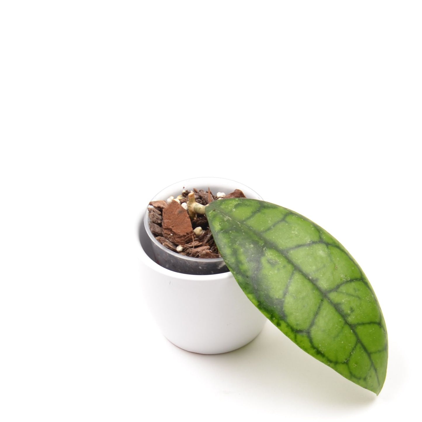 Hoya ranauensis sp. Borneo, Größe S, Nr. 1