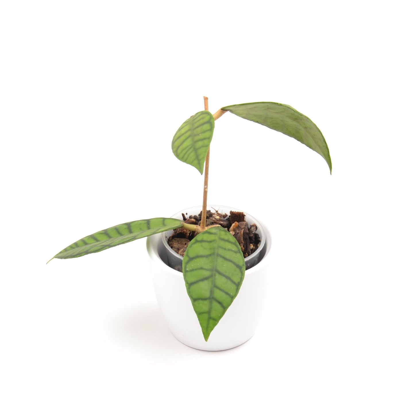 Hoya callistophylla, Größe S, Nr. 4