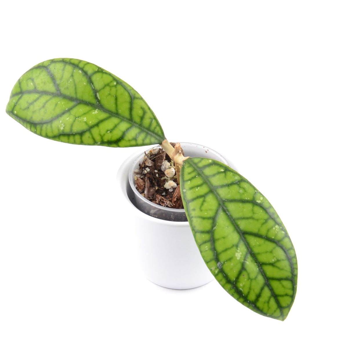 Hoya callistophylla 'Vena', Größe S, Nr. 5