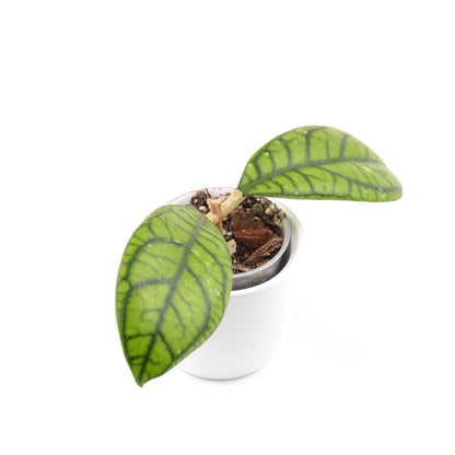 Hoya callistophylla 'Vena', Größe S, Nr. 5