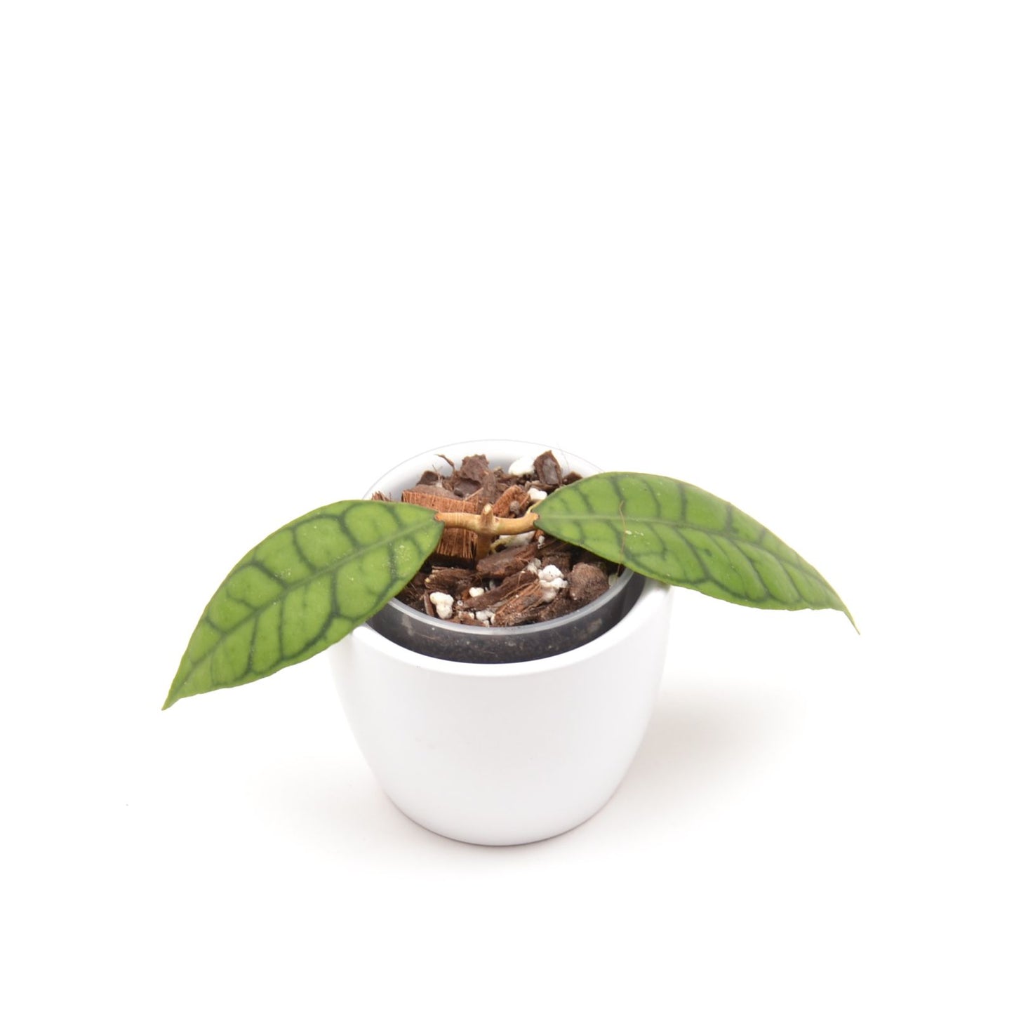 Hoya callistophylla, Größe S, Nr. 2