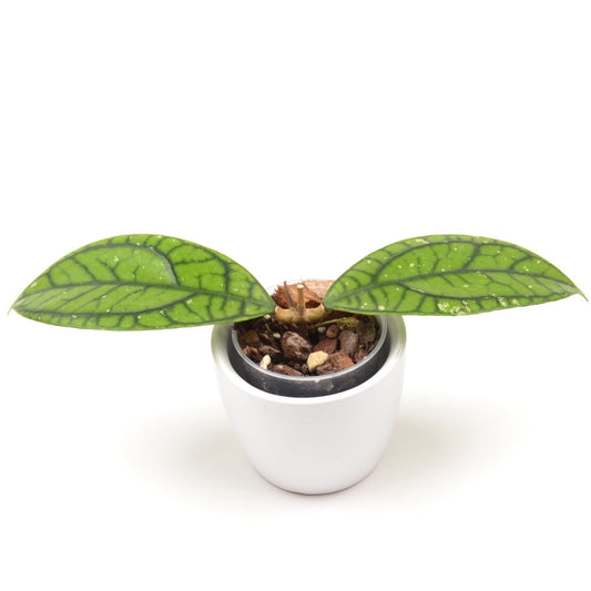 Hoya callistophylla 'Vena', Größe S, Nr. 2