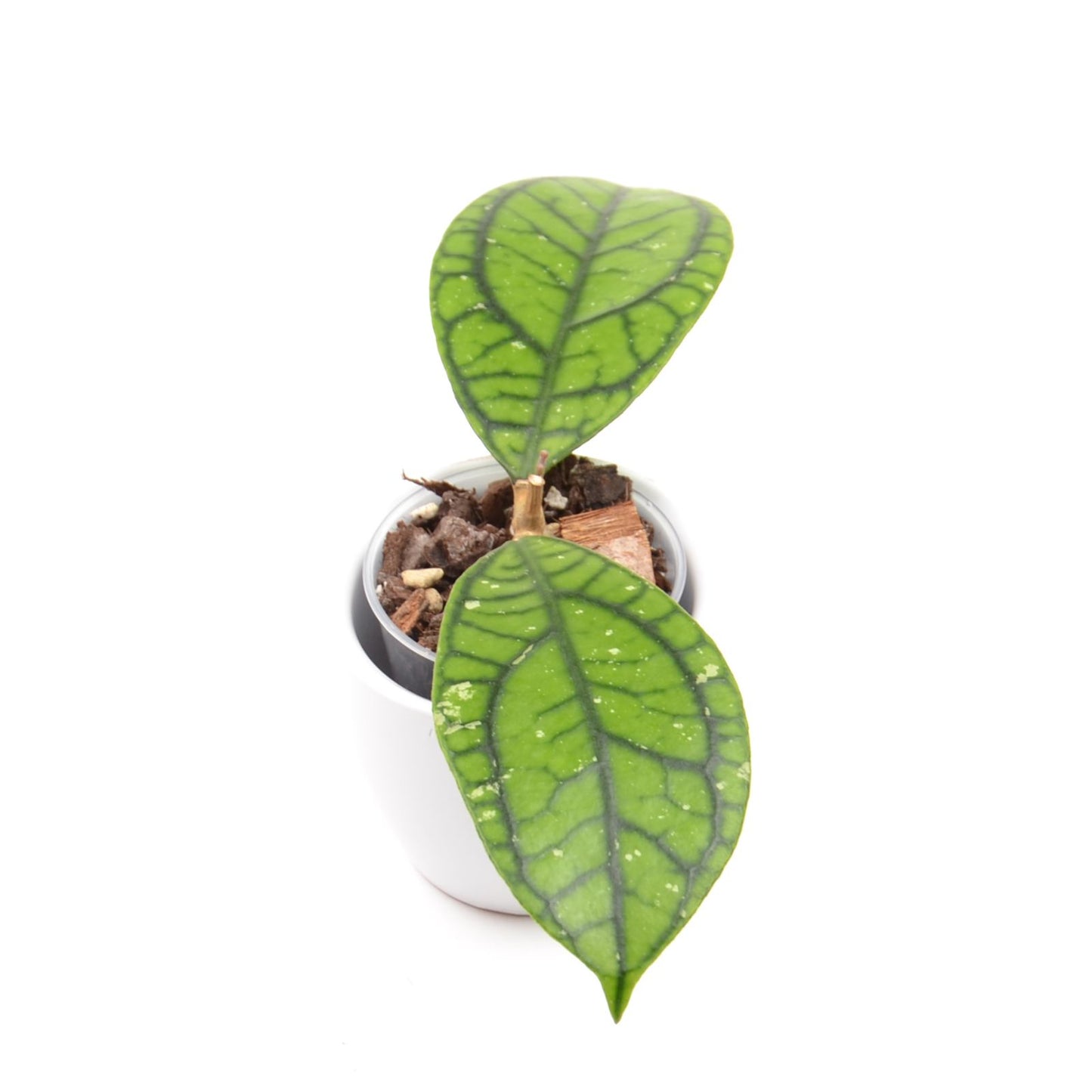 Hoya callistophylla 'Vena', Größe S, Nr. 2