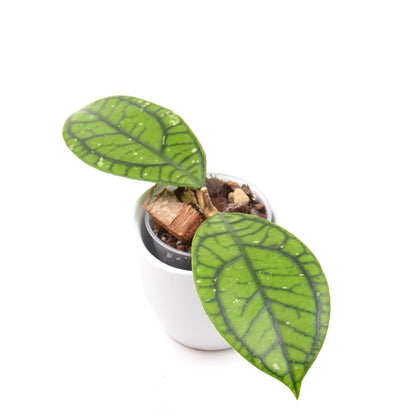 Hoya callistophylla 'Vena', Größe S, Nr. 2