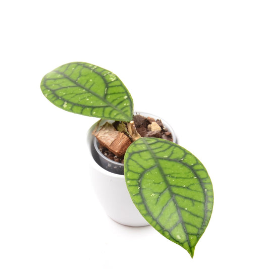 Hoya callistophylla 'Vena', Größe S, Nr. 2