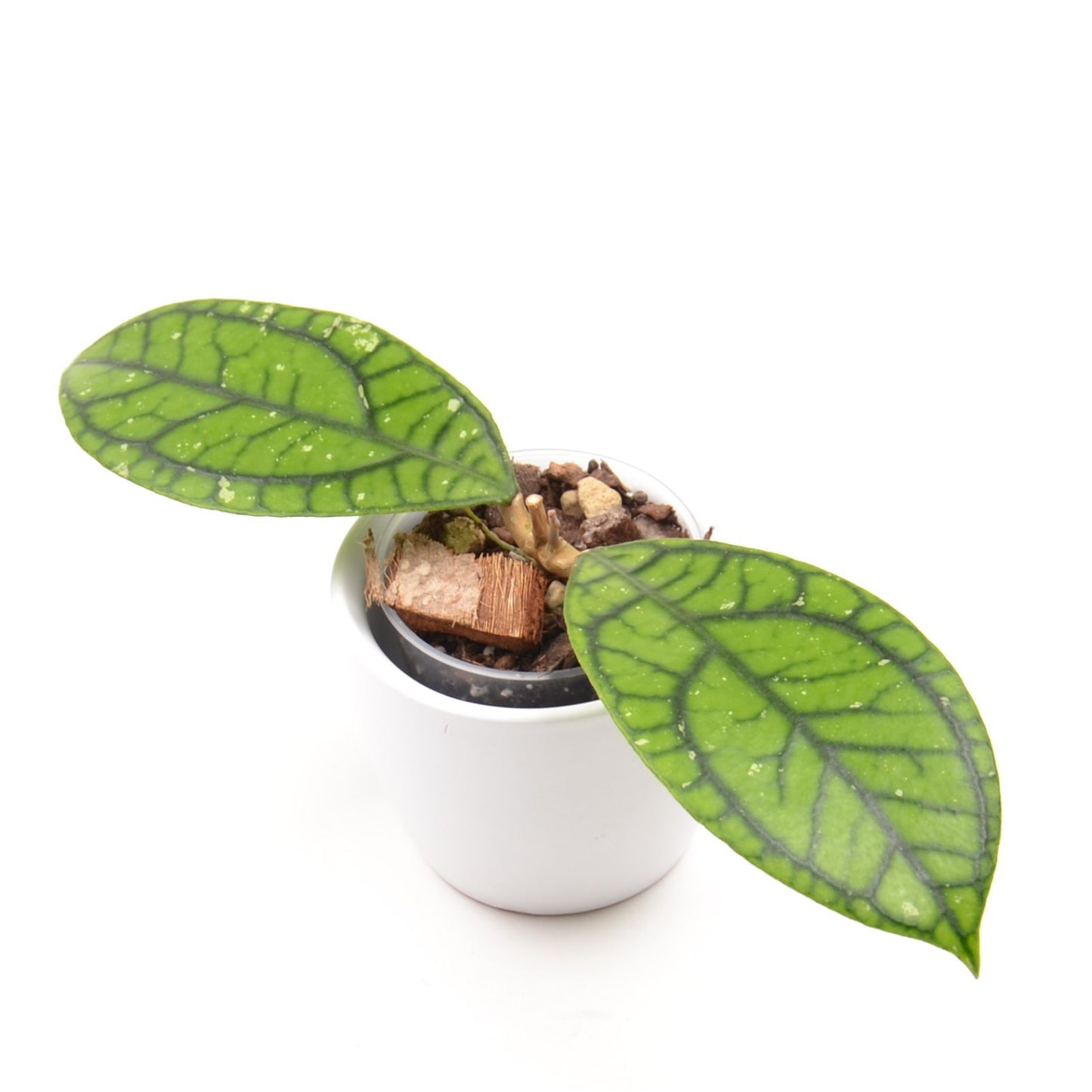 Hoya callistophylla 'Vena', Größe S, Nr. 2