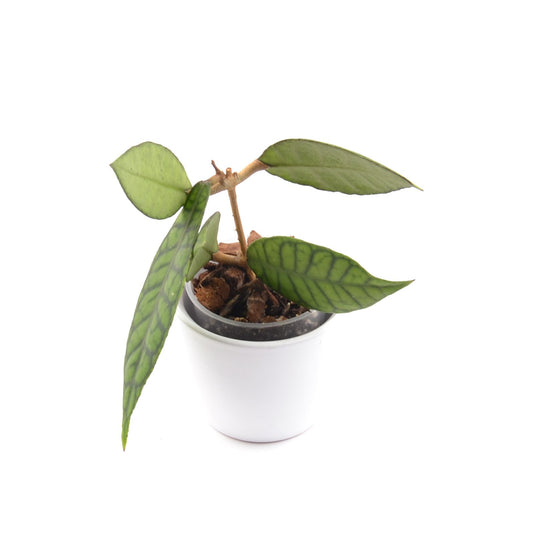 Hoya callistophylla, Größe S, Nr. 6