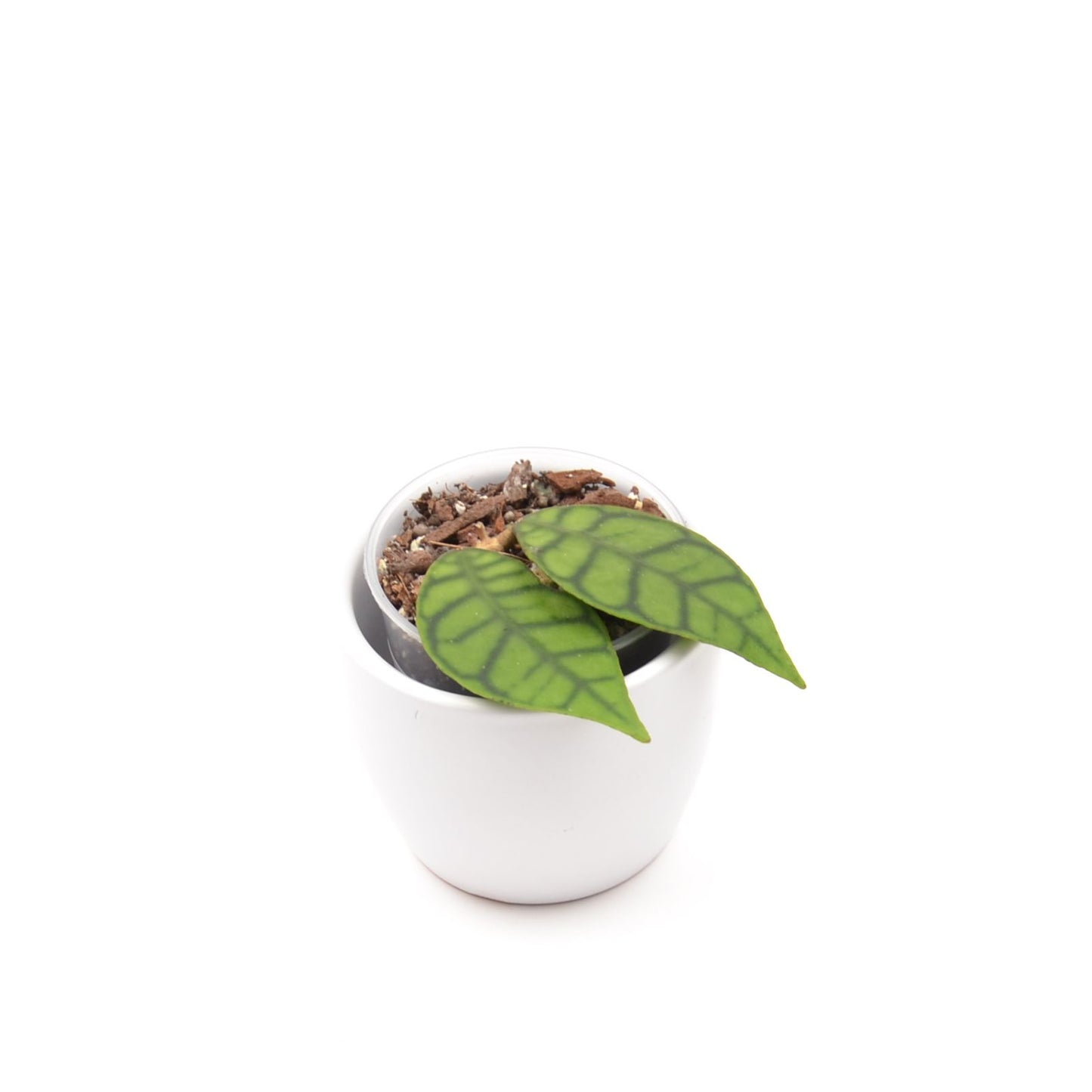 Hoya callistophylla, Größe S, Nr. 1