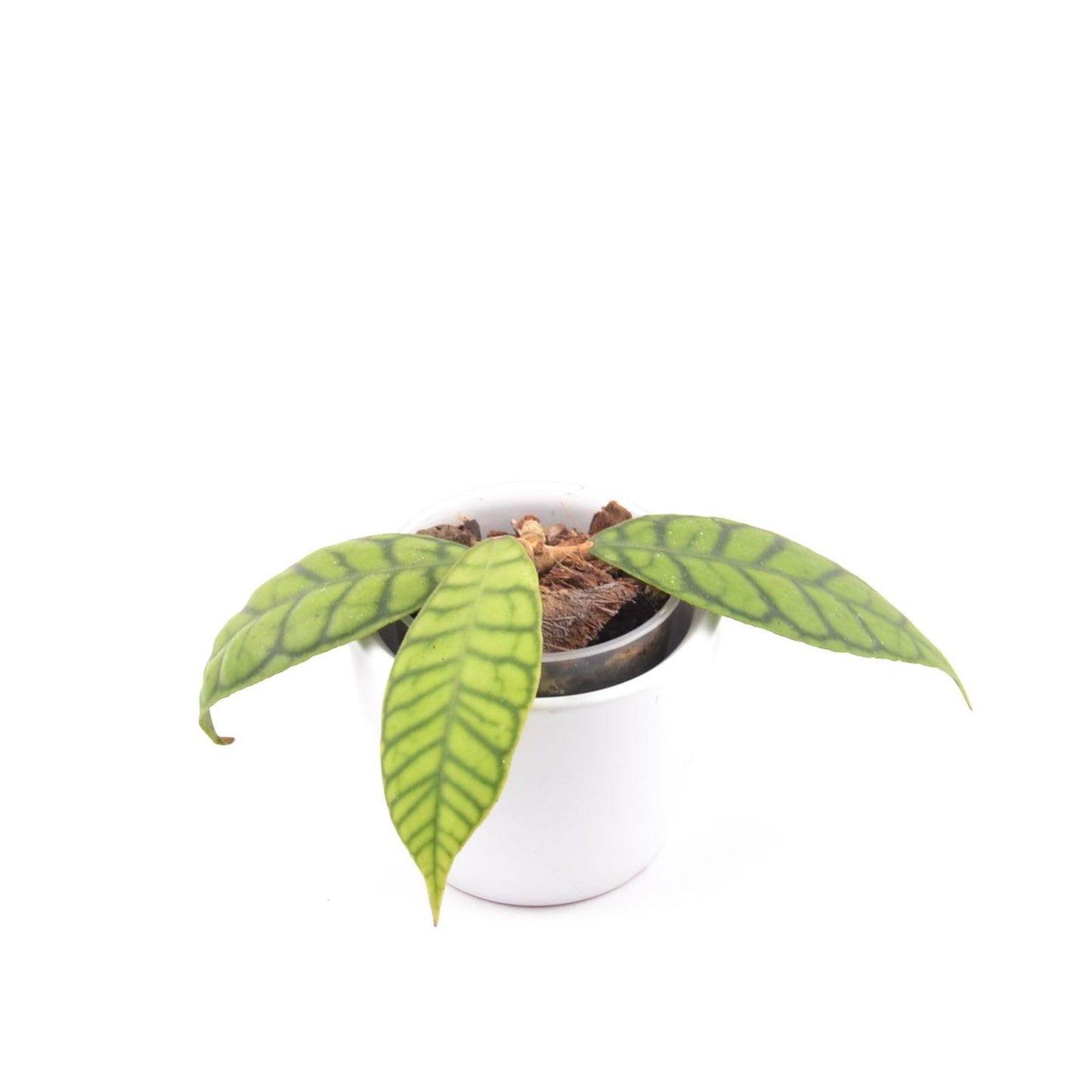 Hoya callistophylla, Größe S, Nr. 5