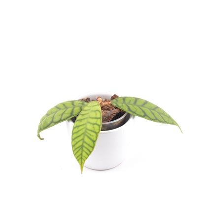 Hoya callistophylla, Größe S, Nr. 5