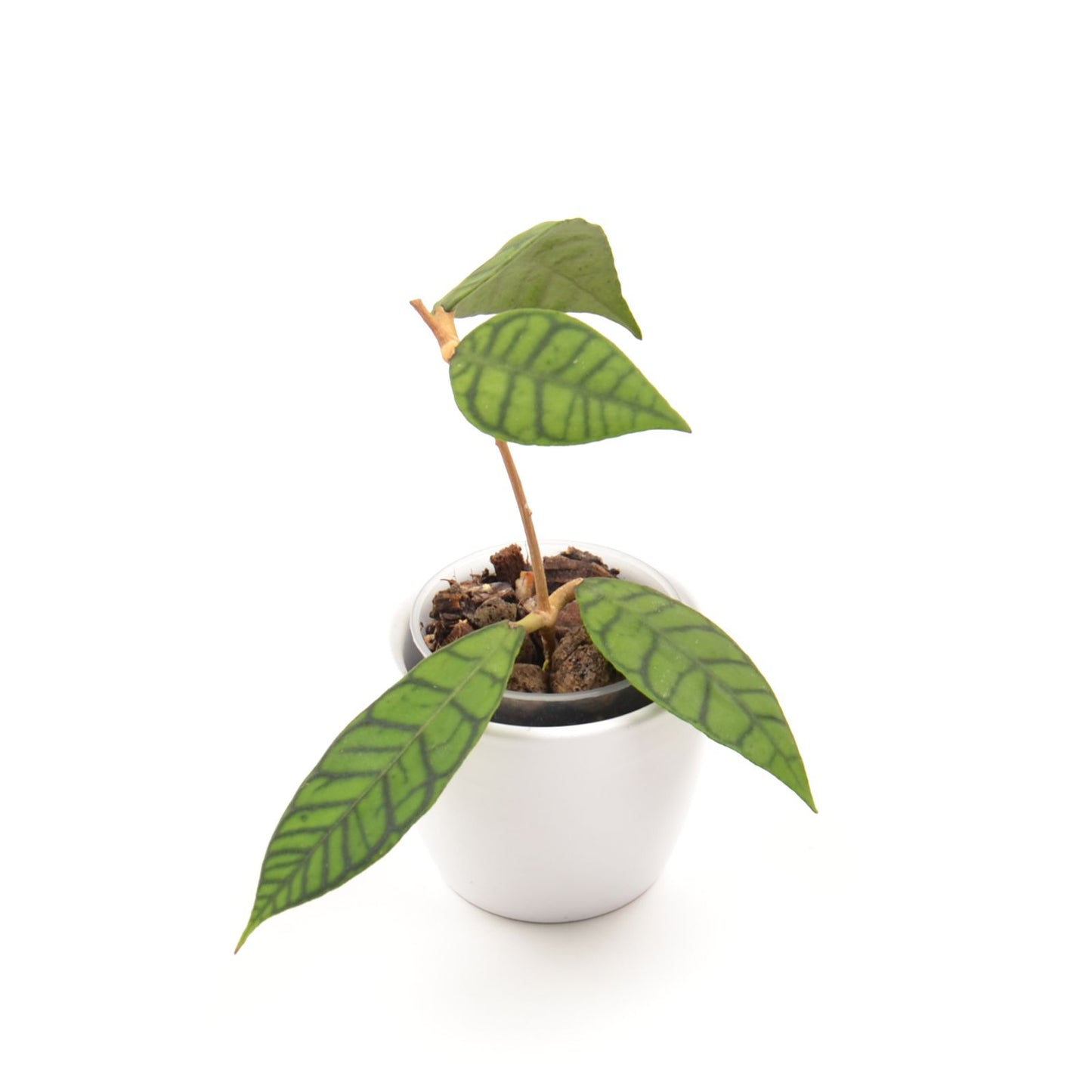 Hoya callistophylla, Größe S, Nr. 4
