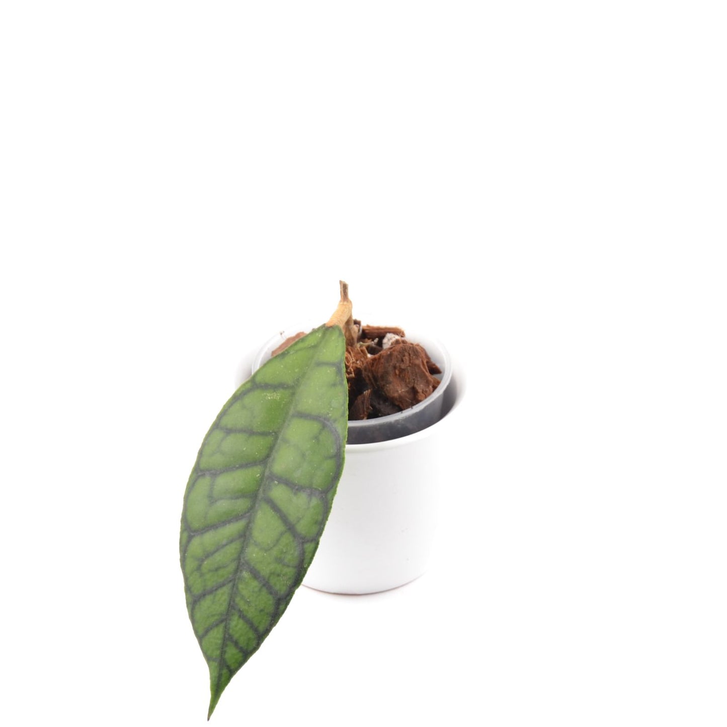 Hoya callistophylla, Größe S, Nr. 7