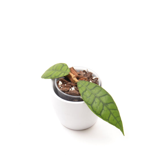 Hoya callistophylla, Größe S, Nr. 2