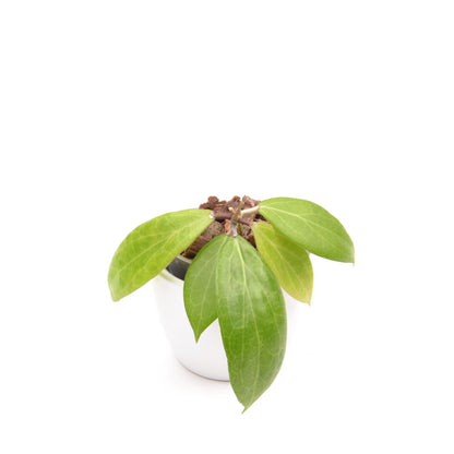Hoya camphorifolia, Größe S, Nr. 4
